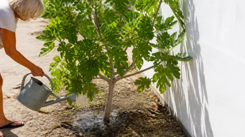 Figuier résistant à la canicule : comment le planter et l'entretenir