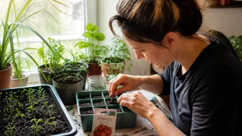 Comment faire des semis de tomates sans serre chauffée ?