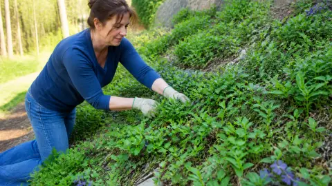 Plantes couvre-sol pour talus : les meilleures options sans entretien