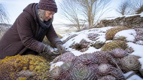 Plantes grasses extérieur : les variétés les plus résistantes au froid