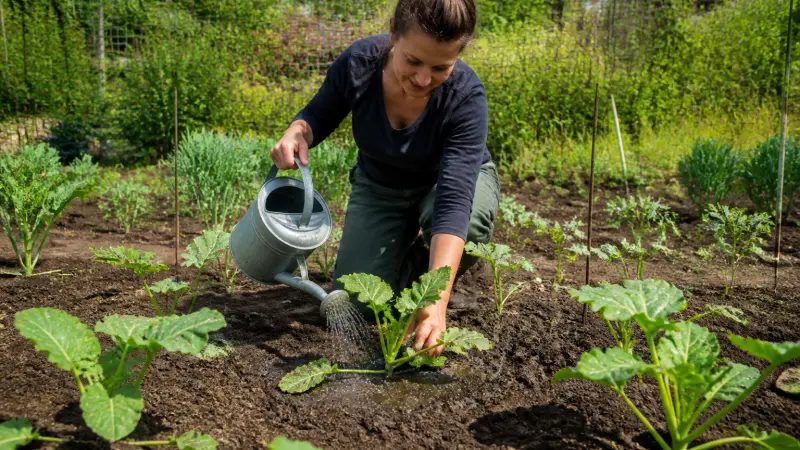 Courgette au potager : plantation, arrosage et erreurs fréquentes