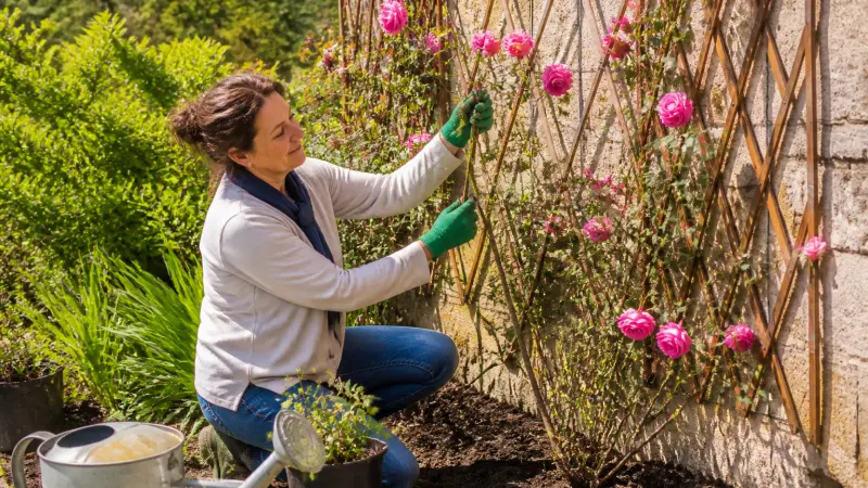 Rosier grimpant : où le planter et comment le palisser ?