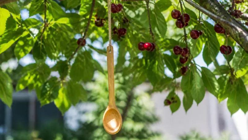 Pourquoi accrocher une cuillère en bois au cerisier en juin ?