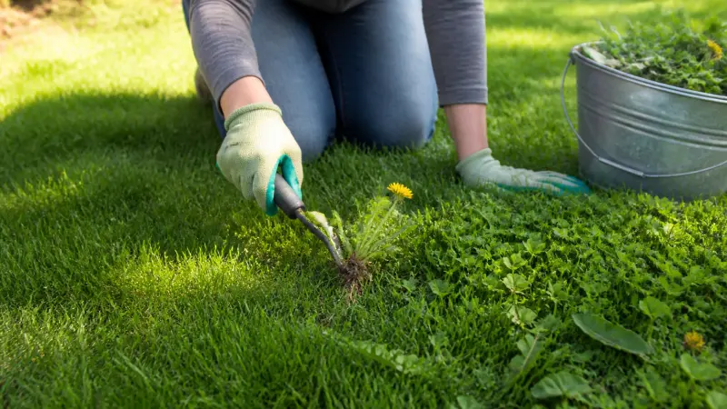 Adieu mauvaises herbes : 3 méthodes douces pour un gazon parfait
