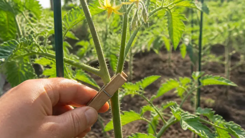 Pince à linge sur tige de tomate : l'astuce que les jardiniers ne révèlent pas