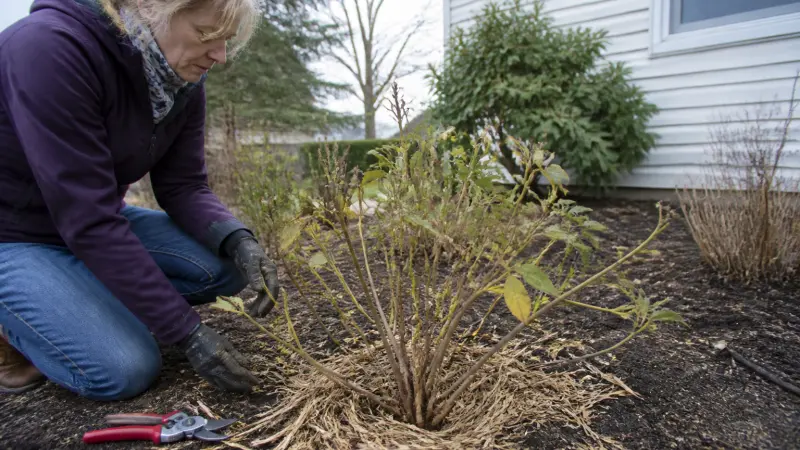 Hortensia en berne : 5 causes qui expliquent pourquoi il ne pousse pas