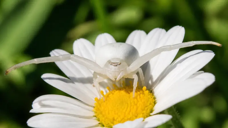 Araignée blanche au jardin : qui est la thomise ?