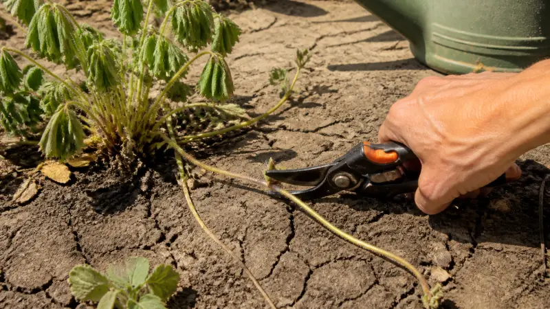 Fraisiers en canicule : pourquoi l'eau ne suffit pas