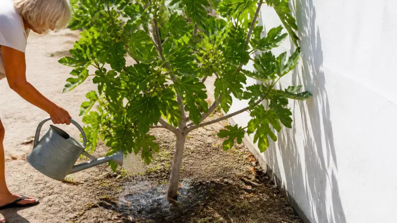 Figuier résistant à la canicule : comment le planter et l'entretenir